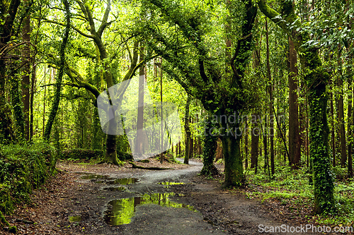 Image of Dirt road through dark forest