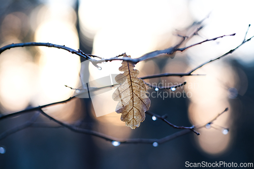 Image of Oak leaf