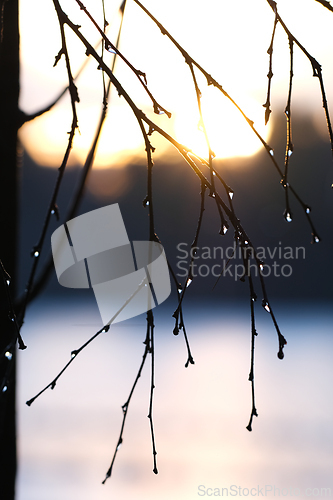 Image of Tree branch with water drops