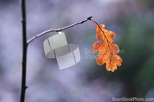 Image of Oak Leaf