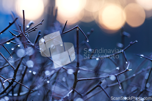 Image of Tree branches with water drops