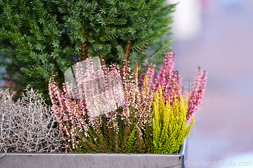 Image of Flowers in a pot