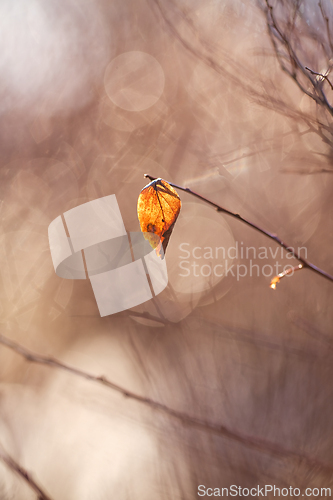 Image of Autumn Leaf