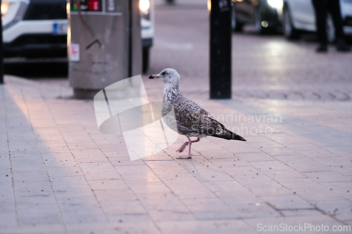 Image of Seagull in the city