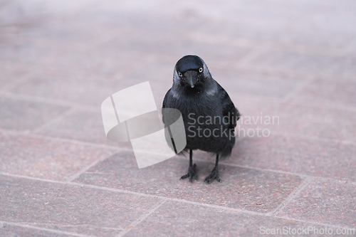 Image of Jackdaw