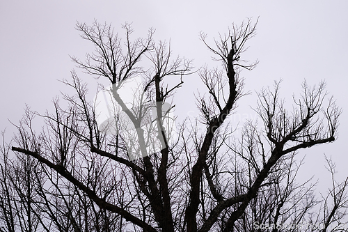 Image of Tree without leaves