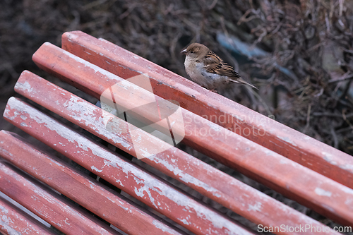Image of Sparrow