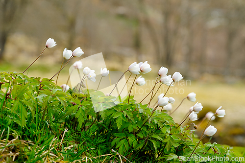 Image of Delicate white flowers bloom amidst lush greenery in a serene fo