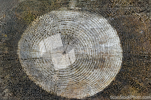 Image of Close-up view of a tree stump displaying age rings and natural t