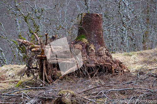 Image of Tree stump stands tall among bare branches in a serene forest la