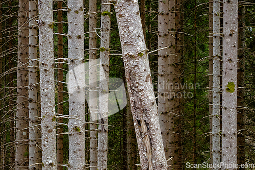 Image of Tall conifer trees create a serene forest backdrop in a peaceful