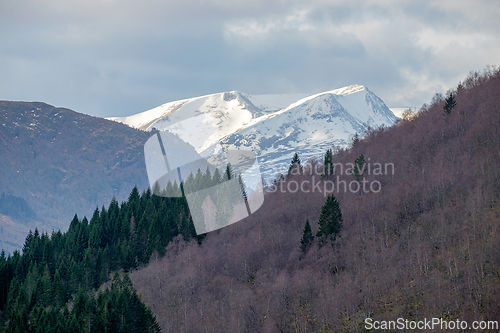 Image of Snow-capped mountains rise above a mixed forest landscape during