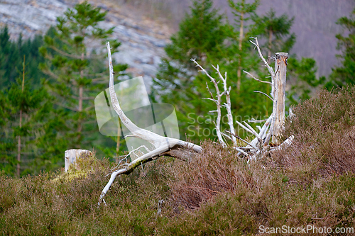 Image of Dead trees and shrubs in a forest landscape during early spring 