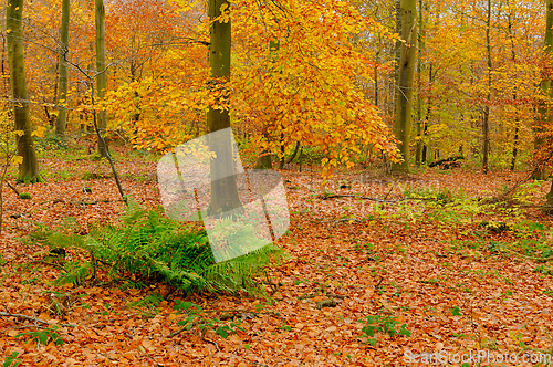 Image of Vibrant autumn forest with golden leaves and ferns in a tranquil