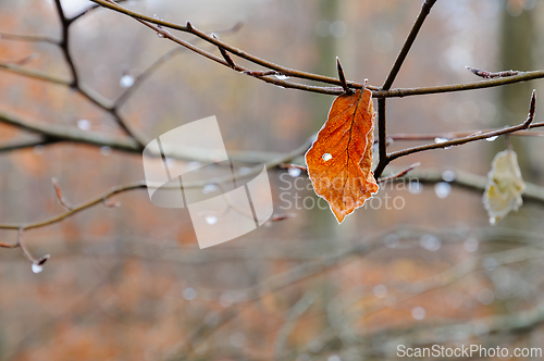 Image of Falling leaves cling to branches after morning rain in a tranqui