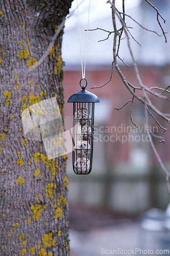 Image of Fat balls for birds