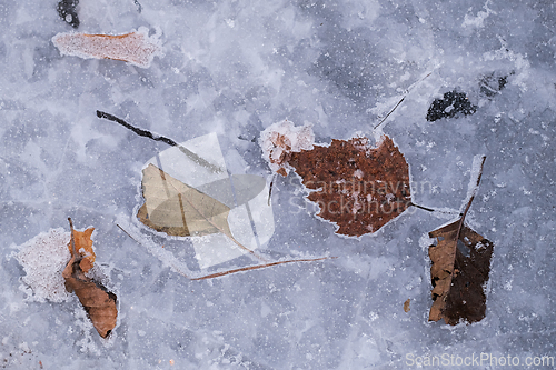 Image of Leaves on the ice