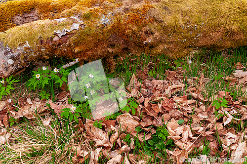 Image of Unique spring foliage with wildflowers and fallen leaves near a 