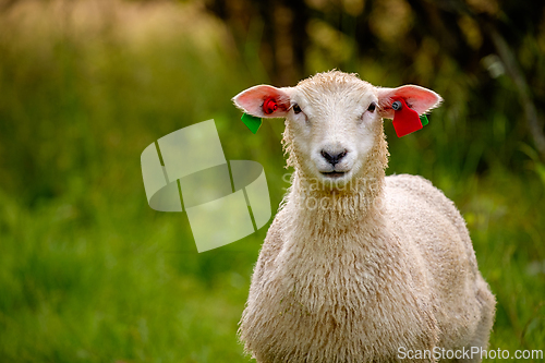 Image of Sheep grazing peacefully in a green meadow with colorful ear tag
