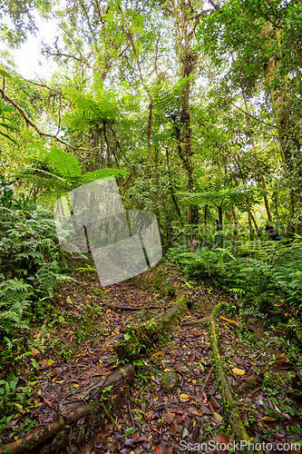 Image of Rain forest in Tapanti national park, Costa Rica