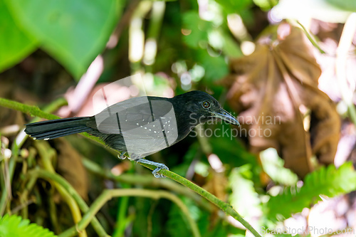 Image of Black-hooded antshrike (Thamnophilus bridgesi), bird in Manuel Antonio National Park. Wildlife and birdwatching in Costa Rica.