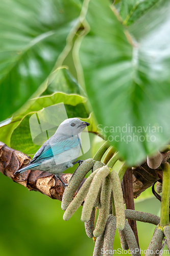 Image of Blue-gray tanager - Thraupis episcopus, Puntarenas, Wildlife and bird watching in Costa Rica.