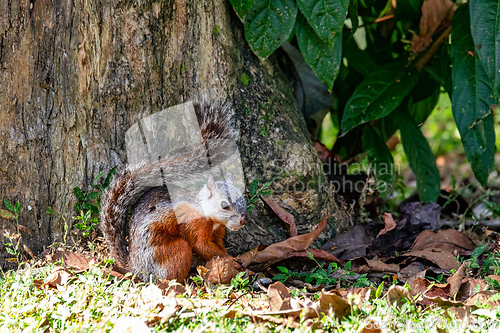 Image of Variegated squirrel, Sciurus variegatoides