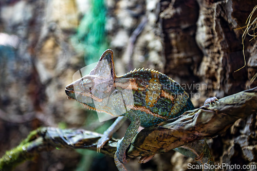 Image of Veiled chameleon (Chamaeleo calyptratus) is a species of chameleon (family Chamaeleonidae).