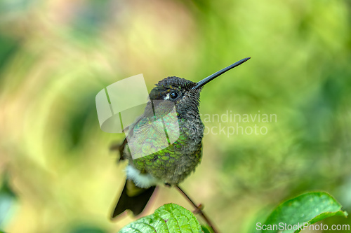 Image of Violet-headed hummingbird (Klais guimeti), San Gerardo de Dota, Costa Rica.