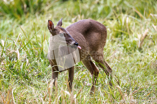 Image of White-tailed deer, Odocoileus virginianus, Curu Wildlife Reserve, Costa Rica wildlife