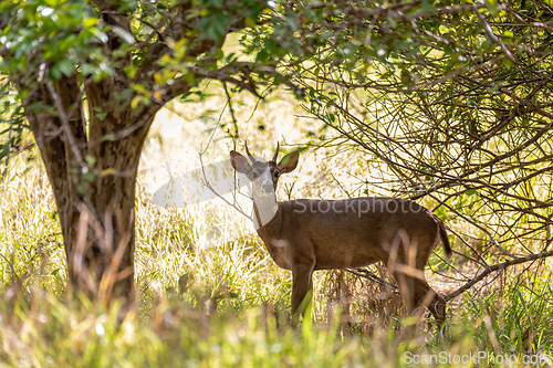 Image of White-tailed deer, Odocoileus virginianus, Curu Wildlife Reserve, Costa Rica wildlife