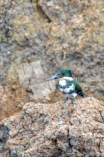 Image of Amazon Kingfisher (Chloroceryle amazona), river Tarcoles Costa Rica