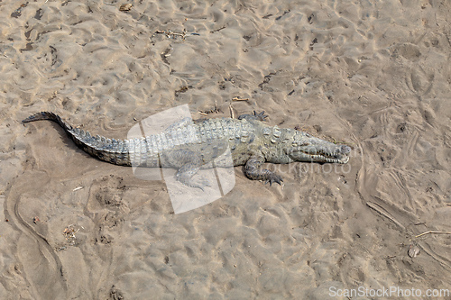 Image of American crocodile, Crocodylus acutus, river Rio Tarcoles, Costa Rica Wildlife