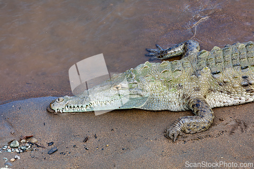 Image of American crocodile, Crocodylus acutus, river Rio Tarcoles, Costa Rica Wildlife