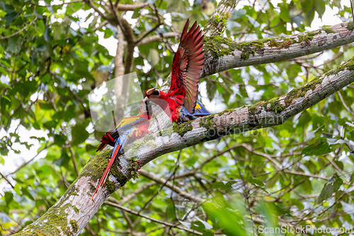 Image of Scarlet macaw, Ara macao, Quepos Costa Rica.
