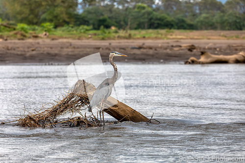 Image of Great blue heron, Ardea herodias, River Rio Tarcoles, Costa Rica