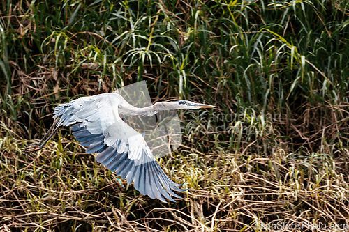 Image of Great blue heron, Ardea herodias, River Rio Tarcoles, Costa Rica