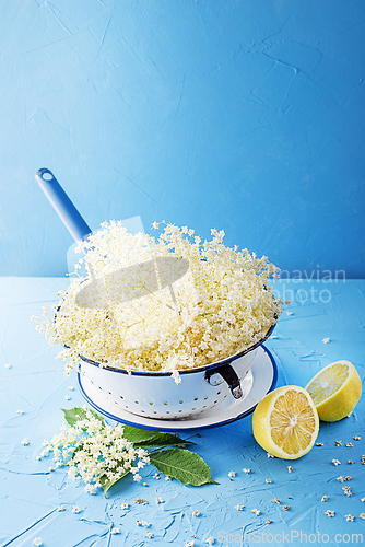 Image of Elderflower