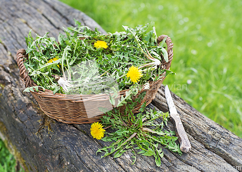 Image of Dandelion