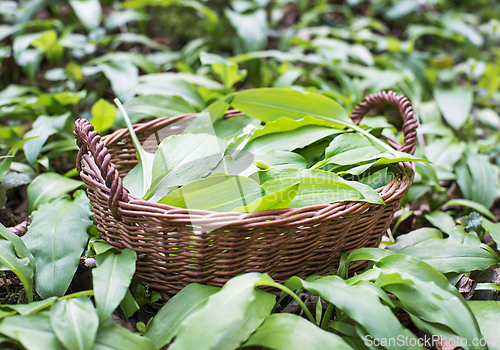 Image of Wild garlic ramson