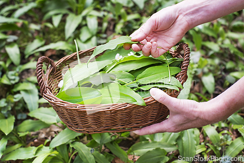 Image of Wild garlic ramson