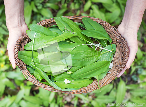 Image of Wild garlic ramson