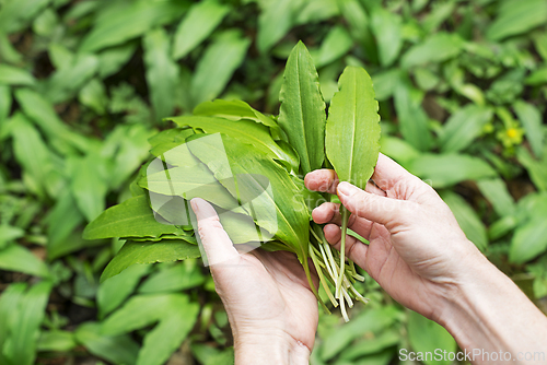 Image of Wild garlic ramson
