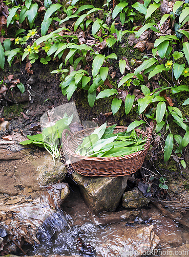 Image of Wild garlic ramson