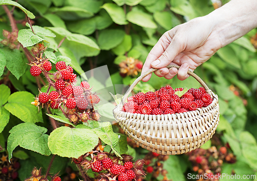 Image of Raspberry wineberries
