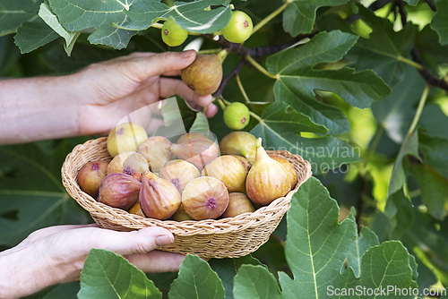Image of Figs fruit picking