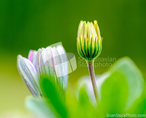 Image of Freshly blooming flowers in a garden showing vibrant colors and 