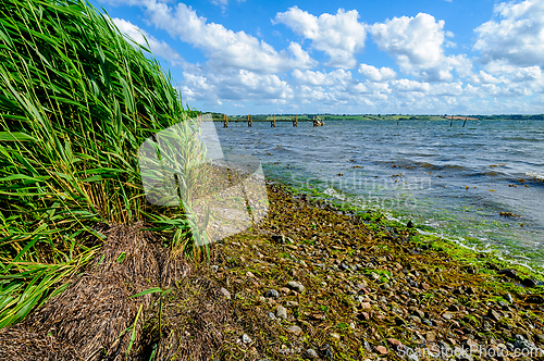 Image of Lush green vegetation along a tranquil lakeshore on a sunny day 