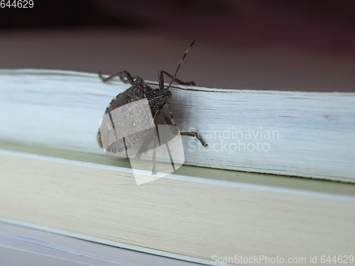 Image of brown marmorated stink bug insect animal