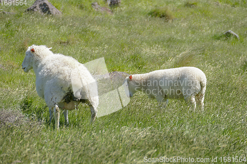 Image of Sheep in New Zealand